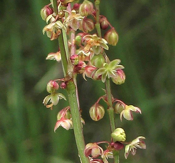Detailed Picture 2 of Rumex acetosella