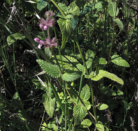 Detailed Picture 4 of Stachys rigida var. quercetorum