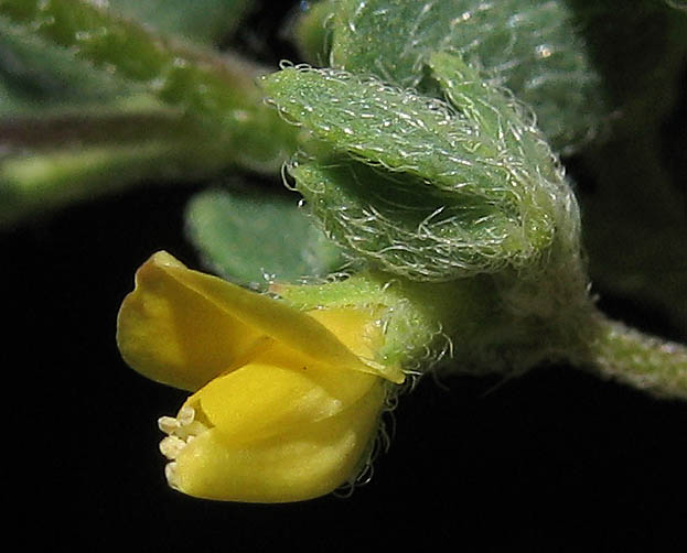 Detailed Picture 2 of Acmispon wrangelianus