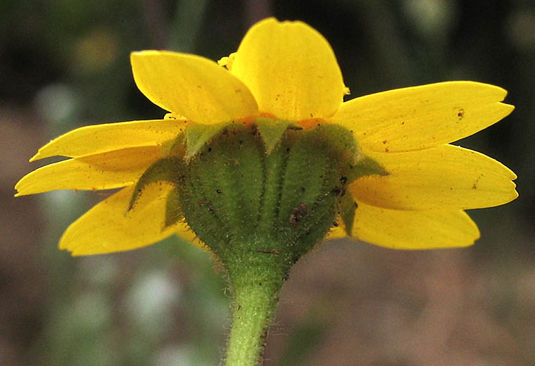 Detailed Picture 3 of Lasthenia coronaria