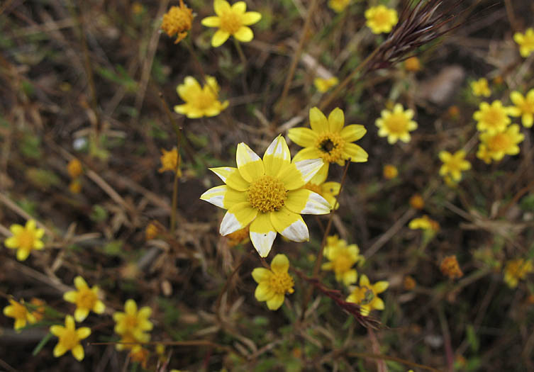 Detailed Picture 5 of Lasthenia gracilis