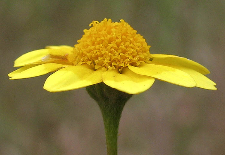 Detailed Picture 2 of Lasthenia gracilis