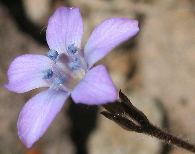 Detailed Picture 6 of Navarretia leptalea