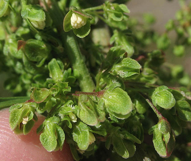 Detailed Picture 2 of Rumex crispus
