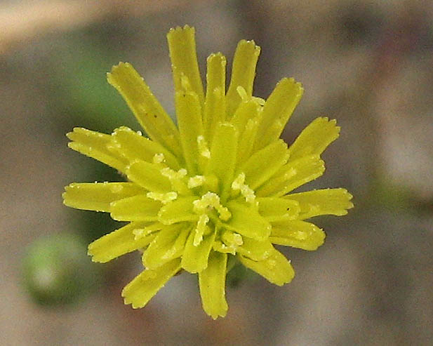 Detailed Picture 1 of Malacothrix clevelandii