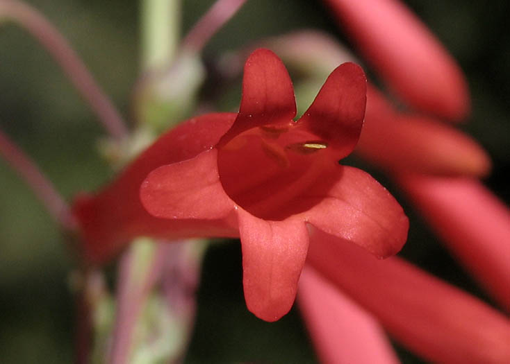 Detailed Picture 2 of Penstemon centranthifolius