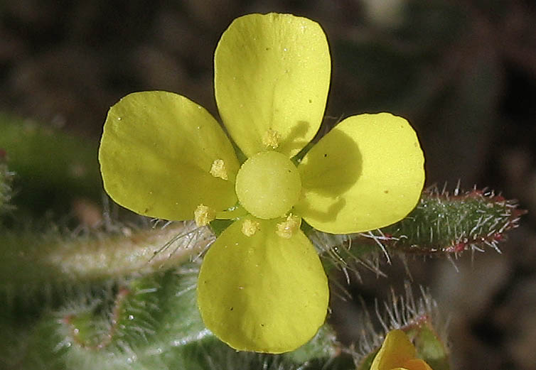Detailed Picture 1 of Camissoniopsis micrantha