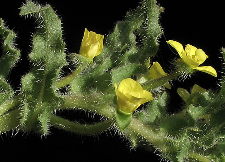Detailed Picture 4 of Camissoniopsis micrantha