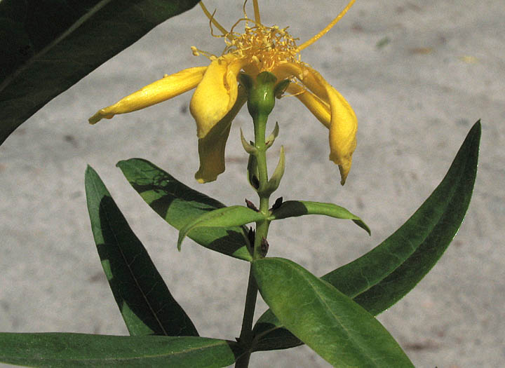 Detailed Picture 2 of Hypericum canariense