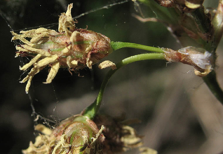 Detailed Picture 3 of Schoenoplectus acutus var. occidentalis