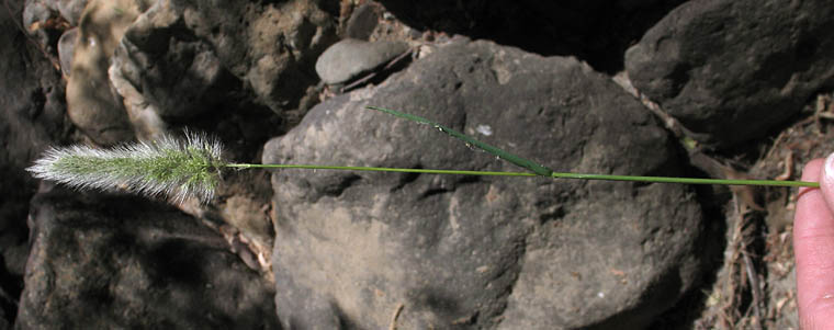 Detailed Picture 4 of Polypogon monspeliensis