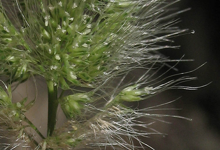 Detailed Picture 3 of Polypogon monspeliensis