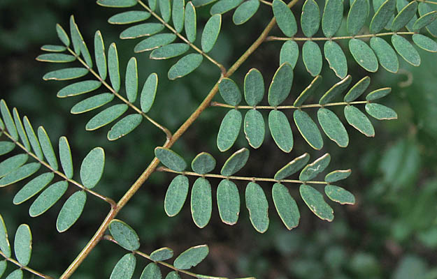 Detailed Picture 5 of Caesalpinia gilliesii