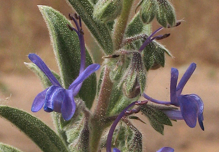 Detailed Picture 1 of Trichostema lanceolatum