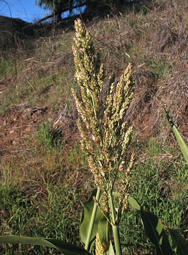 Detailed Picture 1 of Sorghum bicolor