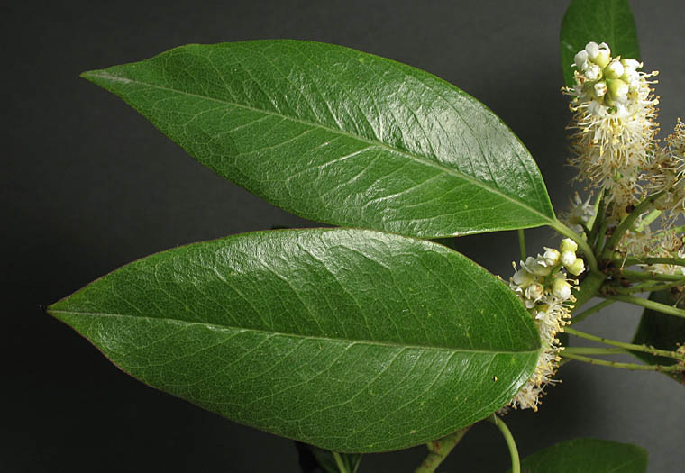 Detailed Picture 4 of Prunus ilicifolia ssp. lyonii