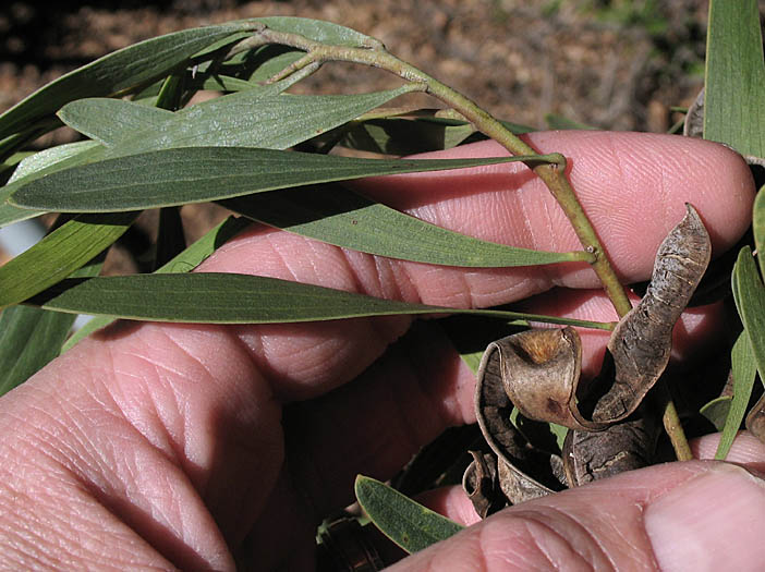 Detailed Picture 3 of Acacia cyclops