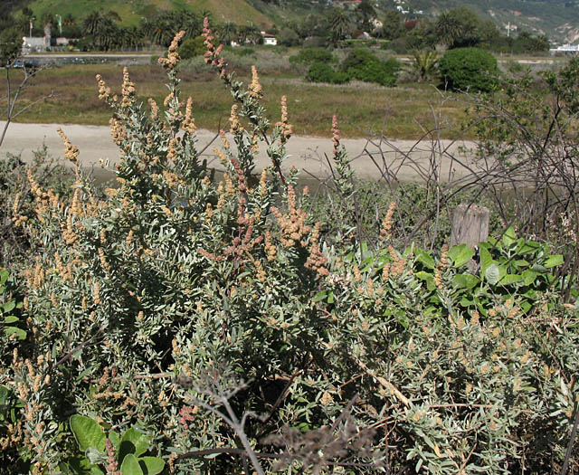 Detailed Picture 6 of Atriplex amnicola