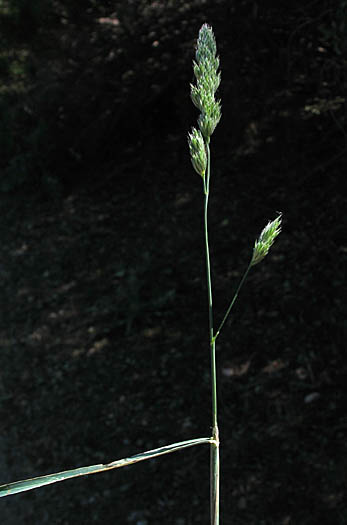Detailed Picture 4 of Dactylis glomerata