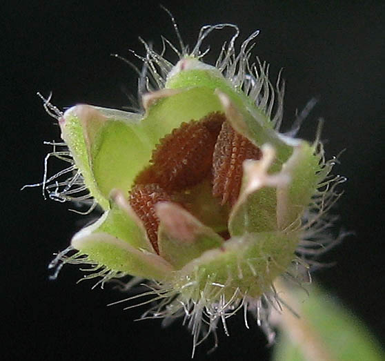 Detailed Picture 8 of Stellaria media