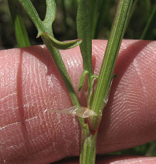 Detailed Picture 9 of Rumex acetosella