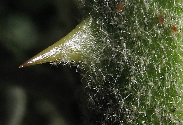 Detailed Picture 8 of Solanum lanceolatum