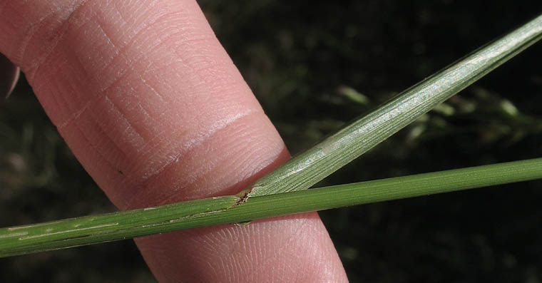Detailed Picture 7 of Festuca elmeri