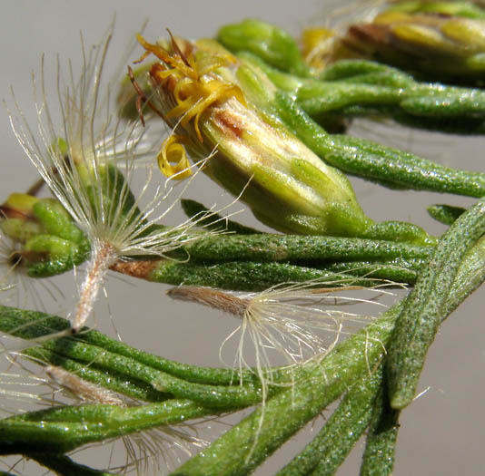 Detailed Picture 5 of Ericameria palmeri var. pachylepis