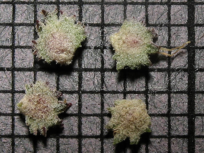 Detailed Picture 6 of Atriplex coulteri