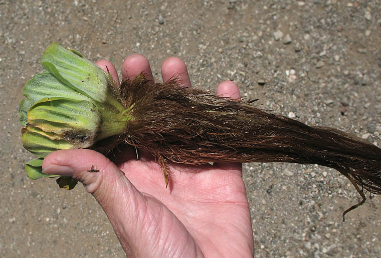 Detailed Picture 5 of Pistia stratiotes