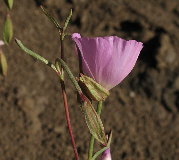 Detailed Picture 3 of Clarkia bottae
