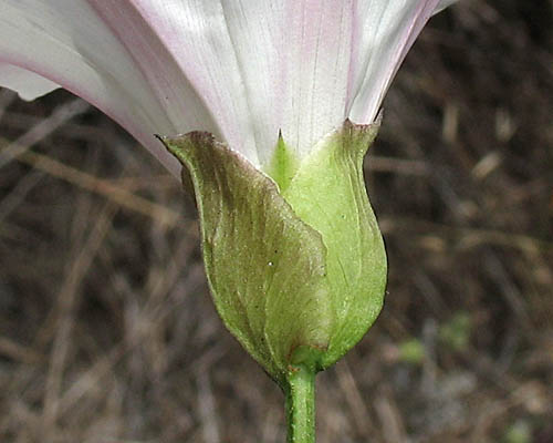 Detailed Picture 6 of Calystegia macrostegia ssp. macrostegia