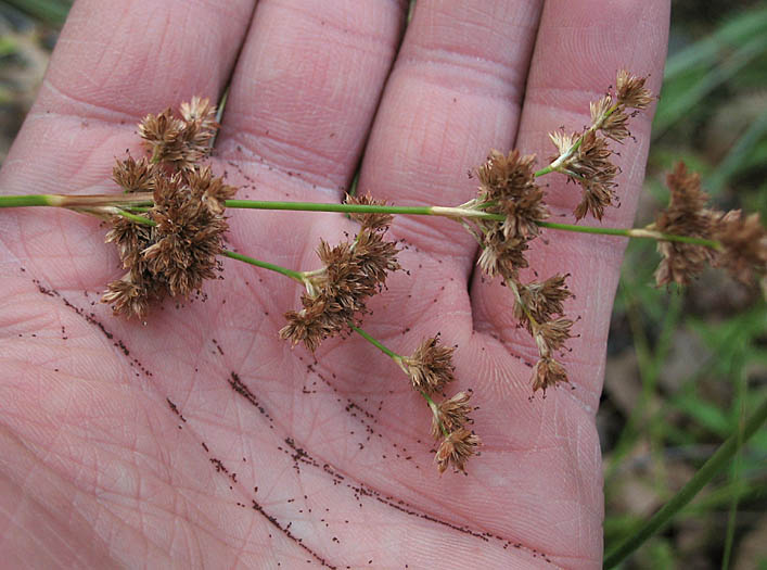 Detailed Picture 8 of Juncus xiphioides