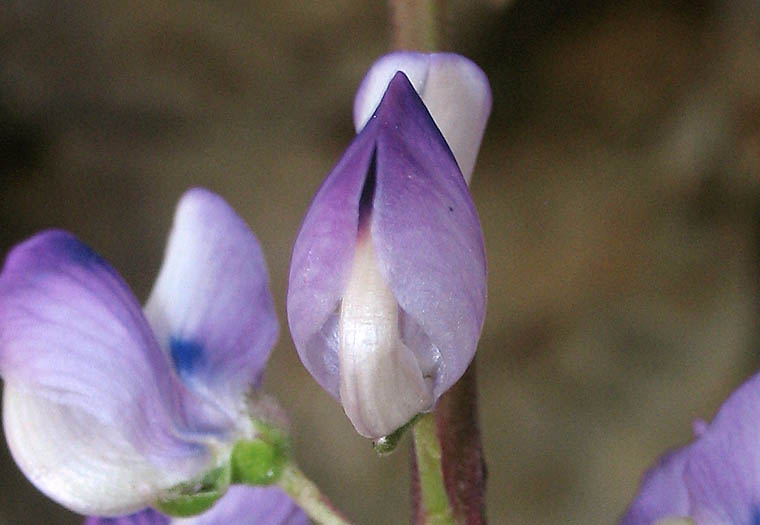 Detailed Picture 3 of Lupinus latifolius