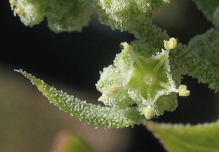 Detailed Picture 1 of Chenopodium berlandieri var. zschackei