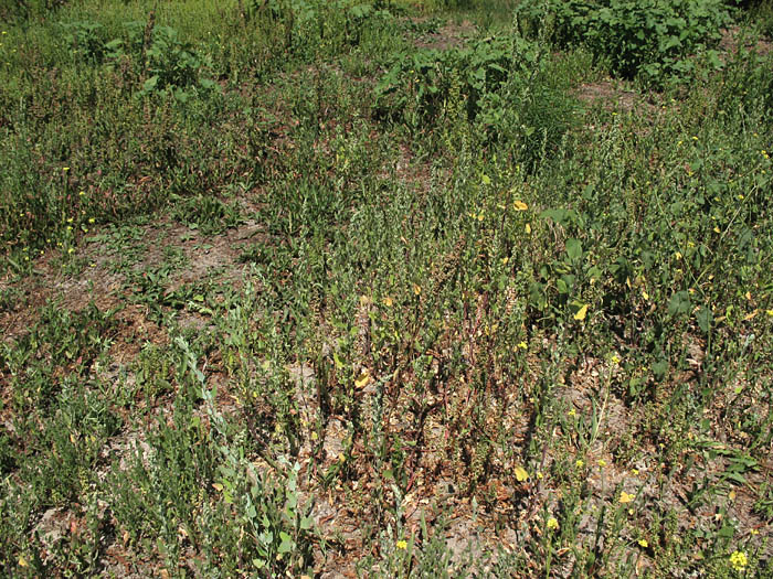 Detailed Picture 7 of Chenopodium berlandieri var. zschackei