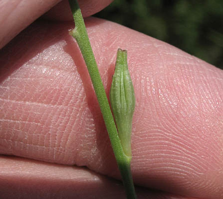 Detailed Picture 6 of Oenothera xenogaura