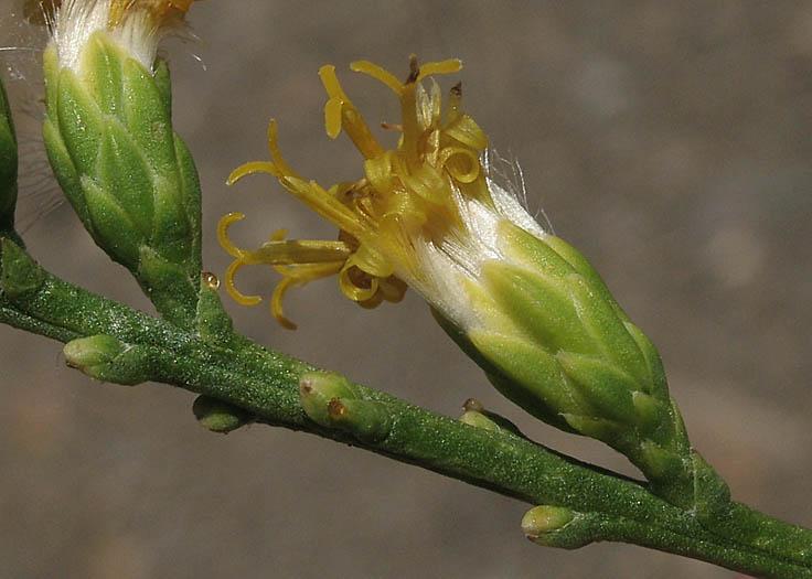 Detailed Picture 1 of Lepidospartum squamatum