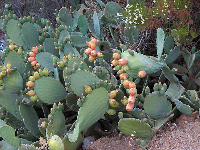 Detailed Picture 6 of Opuntia ficus-indica