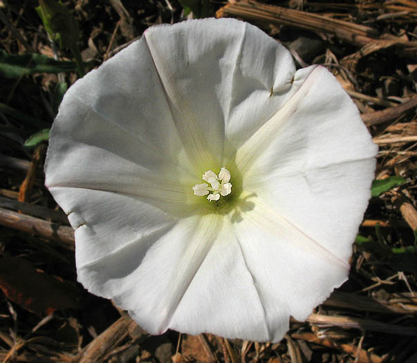 Detailed Picture 1 of Calystegia macrostegia ssp. cyclostegia
