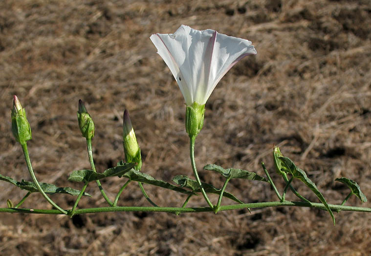 Detailed Picture 3 of Calystegia macrostegia ssp. cyclostegia