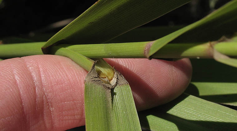 Detailed Picture 8 of Elymus condensatus