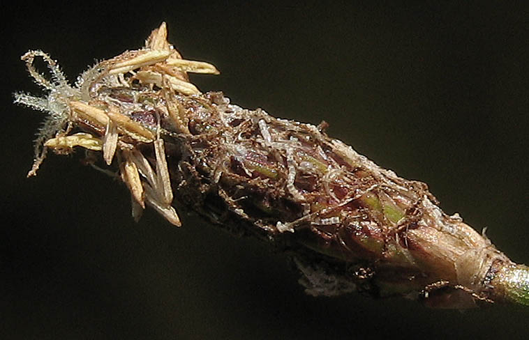 Detailed Picture 1 of Eleocharis parishii