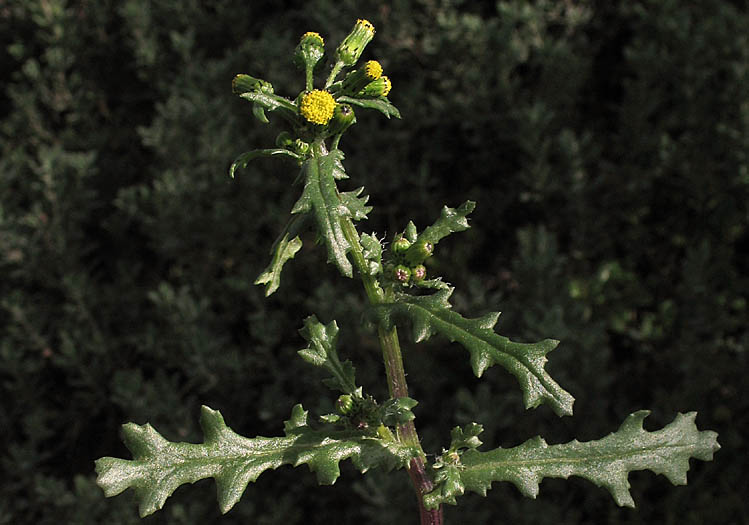 Detailed Picture 3 of Senecio vulgaris