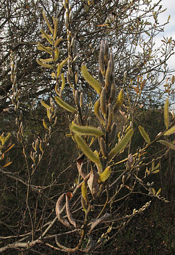 Detailed Picture 9 of Salix lasiolepis