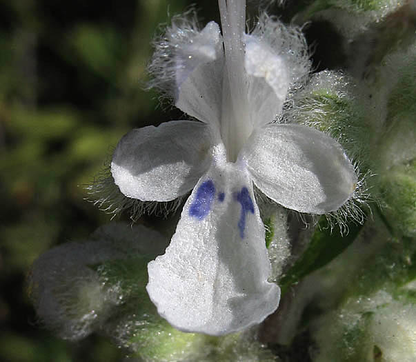 Detailed Picture 7 of Trichostema lanatum