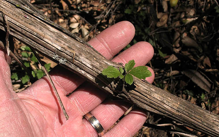 Detailed Picture 10 of Clematis lasiantha