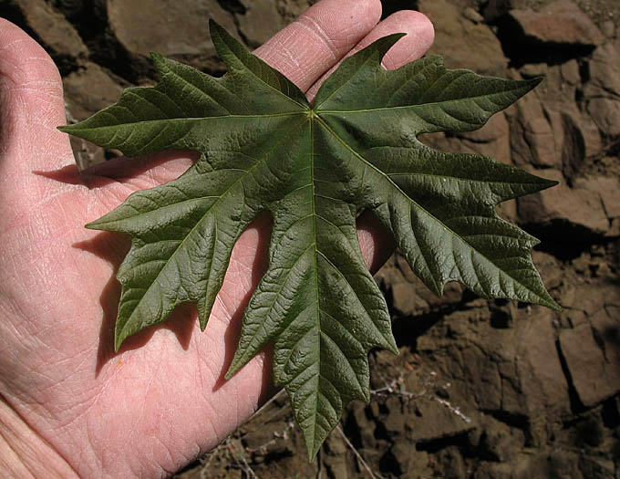 Detailed Picture 9 of Acer macrophyllum
