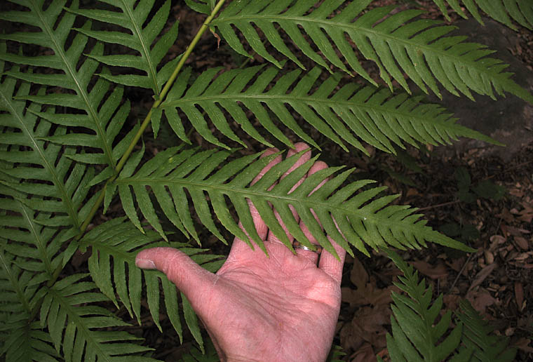 Detailed Picture 2 of Woodwardia fimbriata