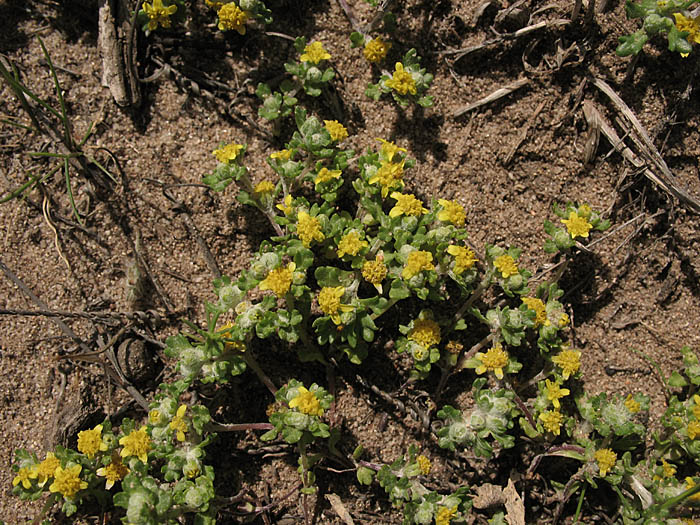 Detailed Picture 6 of Eriophyllum multicaule